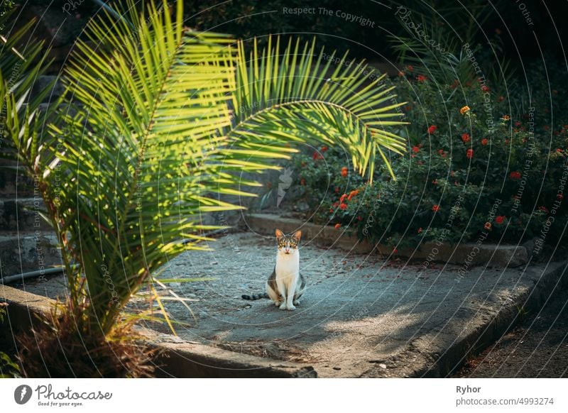 Lustige junge Katze unter Palmenzweigen im Sommergarten sitzend Tier schön züchten Neugier neugierig niedlich heimisch Garten grün Katzenbaby Kätzchen Blatt