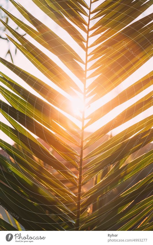 Close Up von Palm Tree Branch. Sunlight Sun Rays Shine Through Green Leaf Leaves Growing In Palm Branch During Sunrise Or Sunset Asien schön Schönheit botanisch