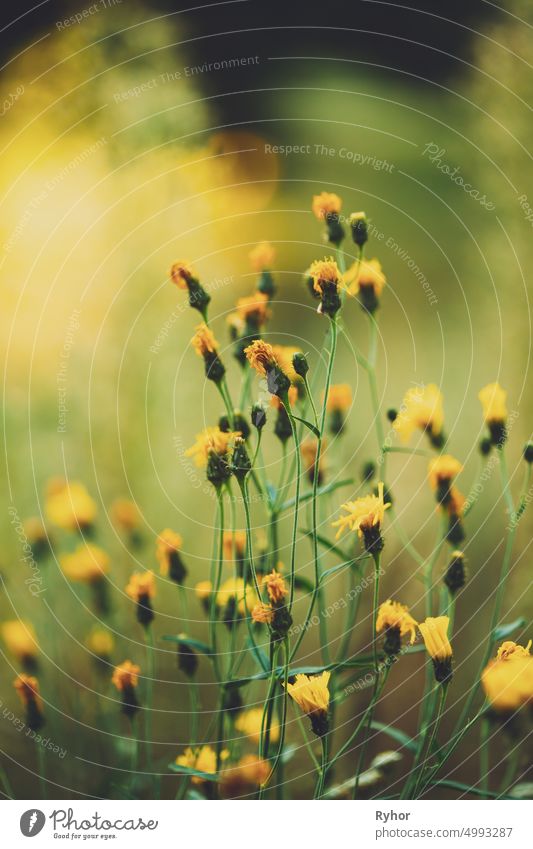 Close Up Gras und gelbe Blumen im Spätsommer schön Blütezeit Überstrahlung schließen abschließen Europa Feld Flora geblümt grün Licht Wiese Natur niemand