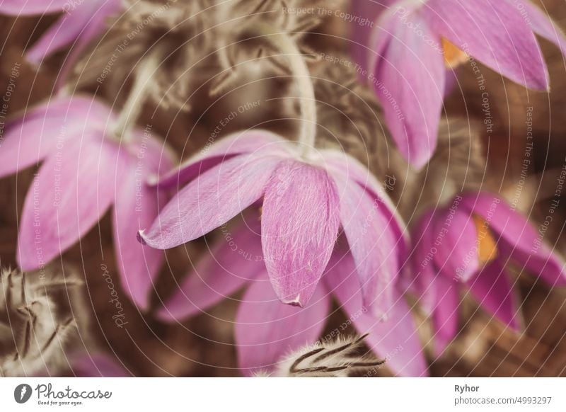 Toned Photo Beautiful Wild Spring Pink Purple magenta Flowers. Blühende Blühende Pflanze Frühlingsblumen schön Klingel Blütezeit Überstrahlung abschließen