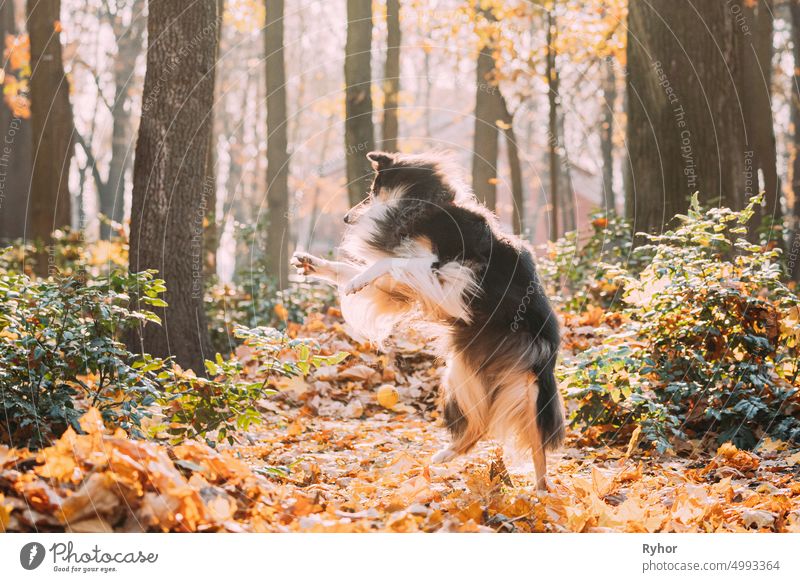 Tricolor Rough Collie, Funny Scottish Collie, Langhaar Collie, English Collie, Lassie Dog Funny Jumping In Dry Yellow Fallen Foliage Outdoor In Autumn Day