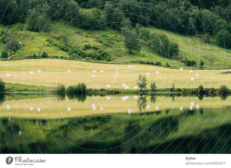 Jolster, Sogn Og Fjordane, Norwegen. Schöne Sommer Feld Landschaft mit Heuballen während der Ernte. Ackerland und landwirtschaftliche Landschaft reflektiert in Wasser Haheimsvatnet See im Sommer Tag.