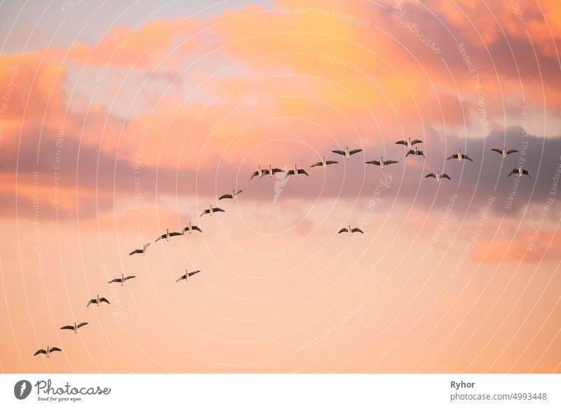 Flock of Ducks Flying in Sunny Sunset Herbst Frühling Himmel während ihrer Migration. Geänderter Sonnenaufgang Himmel schön Vogel hell Textfreiraum Ente Europa