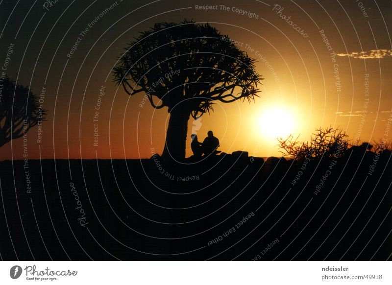 Sonnenuntergang in Namibia Afrika Abenteuer Köcherbaum Romantik Nacht Baum Zusammensein Außenaufnahme Naturschutzgebiet Paar Freiheit Wüste Ferne leer Glück