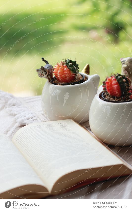 Selektiver Fokus auf einen niedlichen Mondkaktus auf dem Tisch mit einem Buch lesen Erholung Literatur Fröhlichkeit Hygge Sommer gemütlich Kaktus sorgenfrei