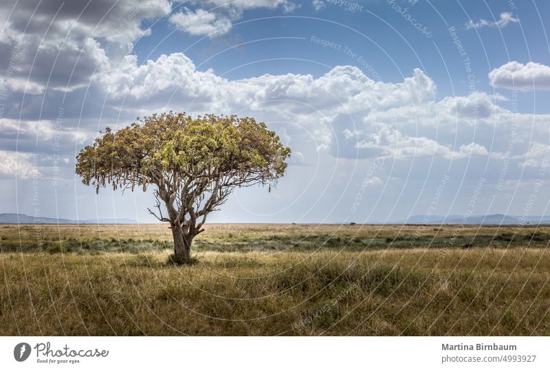Afrikanischer Würstchenbaum, Kigelia africana in der weiten Landschaft der Serengeti, Tansania Nationalpark Wurstbaum Wurstwaren kigelia Baum Pflanze Natur