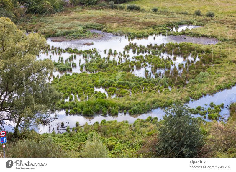 Feuchtgebiet Feuchtgebiete Natur Menschenleer Farbfoto Pflanze Wasser Moos nass feucht Umwelt Außenaufnahme Tag grün natürlich Wachstum Wildpflanze Bach