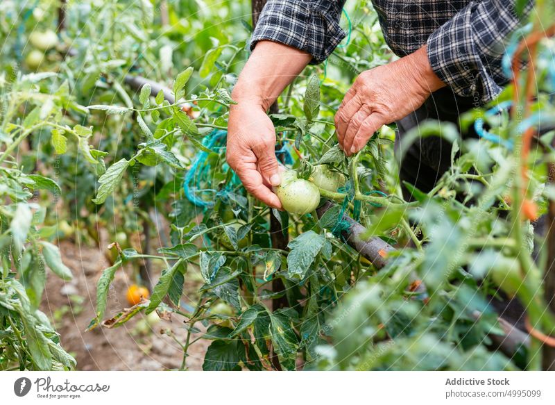 Unbekannter Mann kontrolliert Tomaten auf dem Bauernhof Landwirt prüfen Pflanze unreif Ackerbau Sommer Landschaft männlich Lebensmitte berühren organisch Arbeit