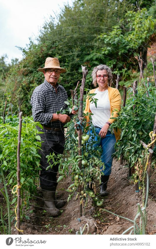 Ältere Landwirte bei der Pflege von Tomatenpflanzen Paar Pflanze Bauernhof Zusammensein Krawatte prüfen Mast Mann Frau reif Lebensmitte Ackerbau Sommer