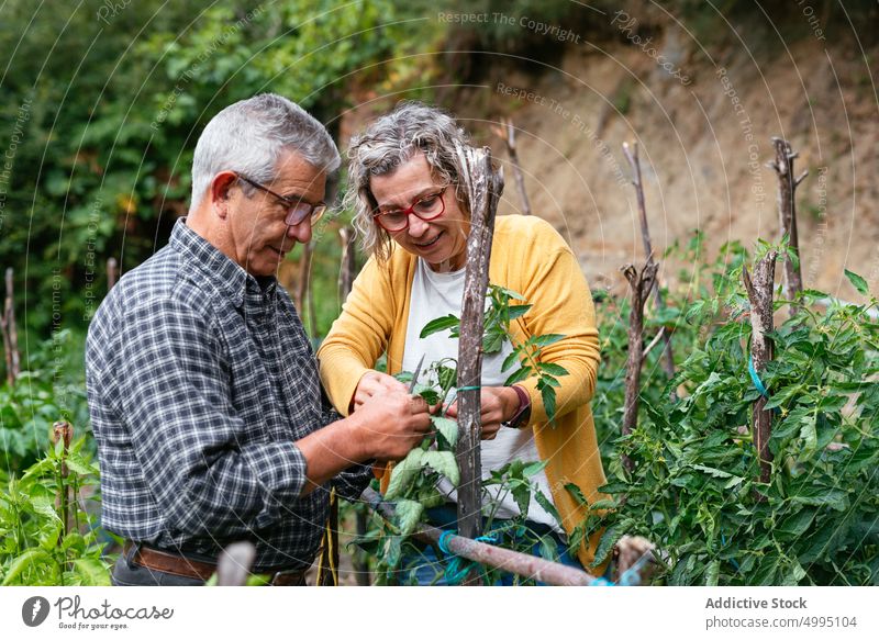 Ältere Landwirte bei der Pflege von Tomatenpflanzen Paar Pflanze Bauernhof Zusammensein Krawatte prüfen Mast Mann Frau reif Lebensmitte Ackerbau Sommer