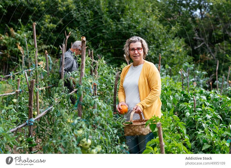 Frau erntet reife Tomaten Landwirt Ernte Pflanze Korb Ackerbau pflücken Sommer Bauernhof Lebensmitte Agronomie Schonung Saison Gemüse Job Gärtner kultivieren