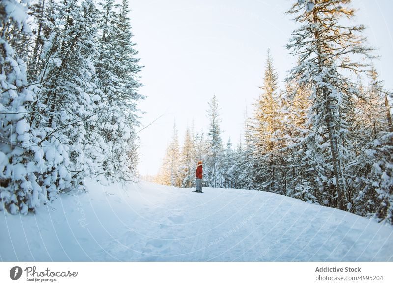 Anonymer weiblicher Reisender in der Nähe von verschneiten Fichten Frau Schnee Winter Schneeschuh Wald kalt Saison Tal der Geister Monts Valin Quebec Kanada