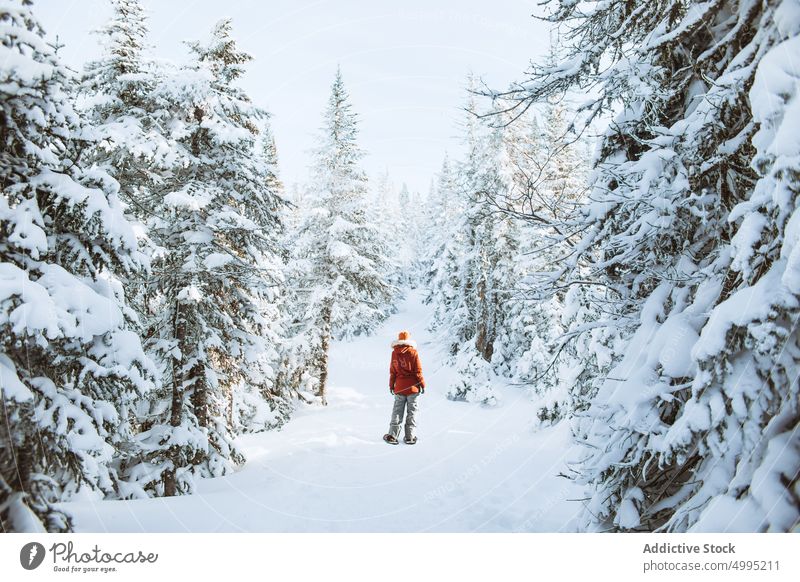 Anonymer weiblicher Reisender in der Nähe von verschneiten Fichten Frau Schnee Winter Schneeschuh Wald kalt Saison Tal der Geister Monts Valin Quebec Kanada