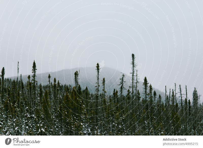 Fichtenspitzen gegen Berg Baum Top Nebel Berge u. Gebirge Wald Landschaft grau Natur Winter Tal der Geister Monts Valin Quebec Kanada Nationalpark Berghang