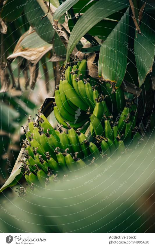 Grüne Bananen auf Palmen wachsen Handfläche grün unreif Dschungel Sommer Frucht Haufen exotisch Flora La Palma Kanarische Inseln Spanien organisch Vitamin