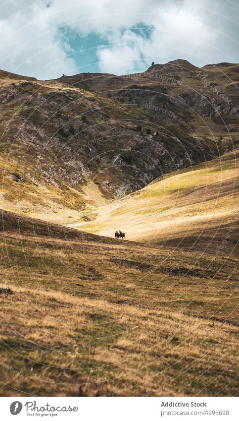 Pferde grasen auf einem grasbewachsenen Berghang in Spanien Hügel Natur Tier Berge u. Gebirge weiden Herde pferdeähnlich Lebensraum Hochland Bargeld Hügelseite