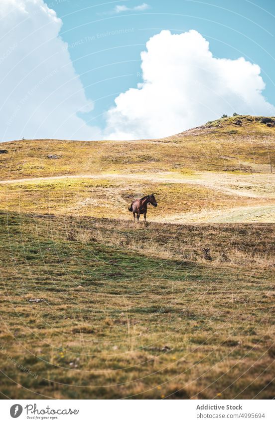 Weidendes Pferd auf einem grasbewachsenen Berghang in Spanien Hügel Natur Tier Berge u. Gebirge weiden pferdeähnlich Lebensraum Hochland Bargeld Hügelseite Tal
