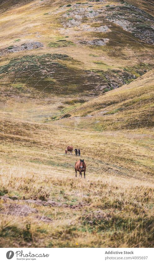 Weidendes Pferd auf einem grasbewachsenen Berghang in Spanien Hügel Natur Tier Berge u. Gebirge weiden pferdeähnlich Lebensraum Hochland Bargeld Hügelseite Tal