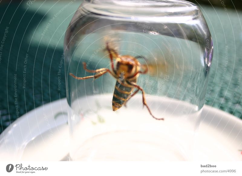 Hornisse 01 Tier Insekt Sommer Plage Hornissen Wespen Tisch stechen Glas fliegen Natur Flügel flügeltier Tischwäsche