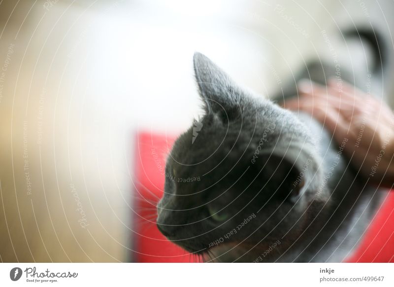 Haus | tier Tier Haustier Katze Tiergesicht 1 berühren streichen weich Gefühle Stimmung Zufriedenheit Akzeptanz Vertrauen Geborgenheit Warmherzigkeit Sympathie