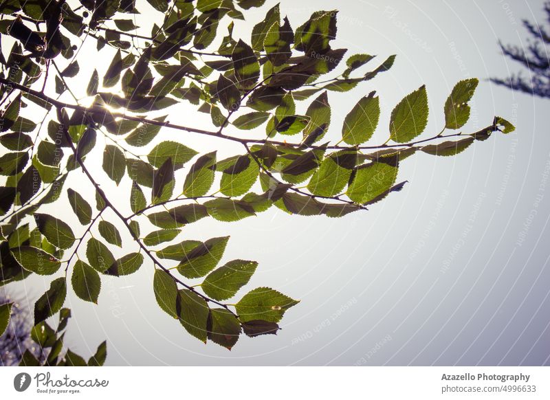 Baumzweig mit grünen Blättern. abstrakt gegen Kunst Hintergrund schön Schönheit Unschärfe verschwommen Ast hell Buchse Windstille Ruhe Farbe Ökologie Umwelt