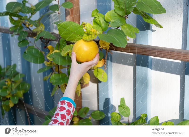 Kinderhand greift im Garten nach einer gelben Quitte am Baum, dessen Äste an einem Rankgitter vor einer blau weißen Holzfassade befestigt sind Quittenbaum