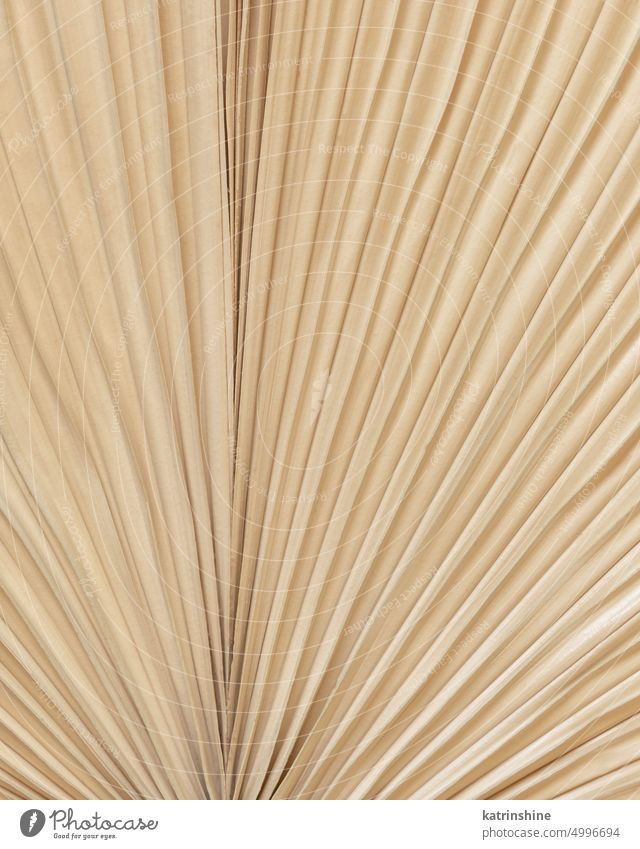 Trockene beige Palmblatt Textur Draufsicht, natürliche böhmischen Hintergrund Bohemien Hochzeit Handfläche Blatt Textfreiraum Boho Hippie Der Natur nahe