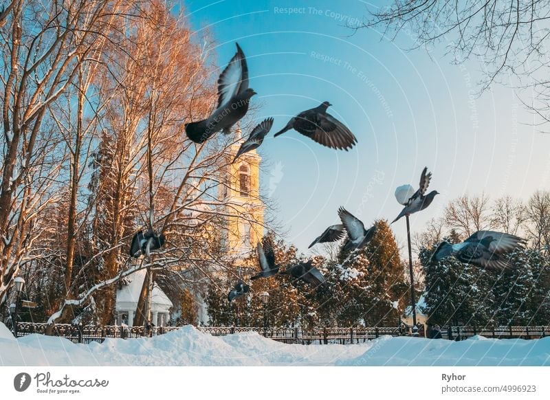 Gomel, Weißrussland. Winter-Stadtpark. Tauben Tauben Vögel fliegen in der Nähe von Peter und Paul Kathedrale in sonnigen Wintertag.  Berühmte lokale Wahrzeichen in Schnee