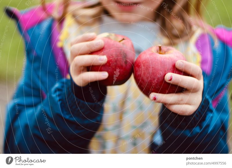 Ein Mädchen hält zwei frisch geerntete rote Äpfel in den Händen eigenanbau mädchen stolz freude obst frucht Gesundheit Bioprodukte saftig Lebensmittel Vitamin