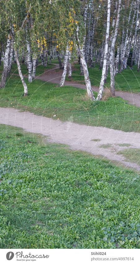viele Birken auf Wiese mit Trampelpfaden Wald Birkenwald grün Mauerpark Waldweg Textfreiraum Menschenleer Landschaft Farbfoto Außenaufnahme Baum Gedeckte Farben