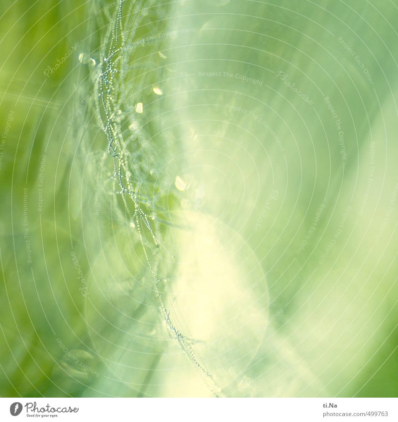 Happy Birthday Photocase Wassertropfen Herbst Gras Sträucher Wiese glänzend hängen Wachstum grau grün weiß Spinnennetz Farbfoto Makroaufnahme Menschenleer