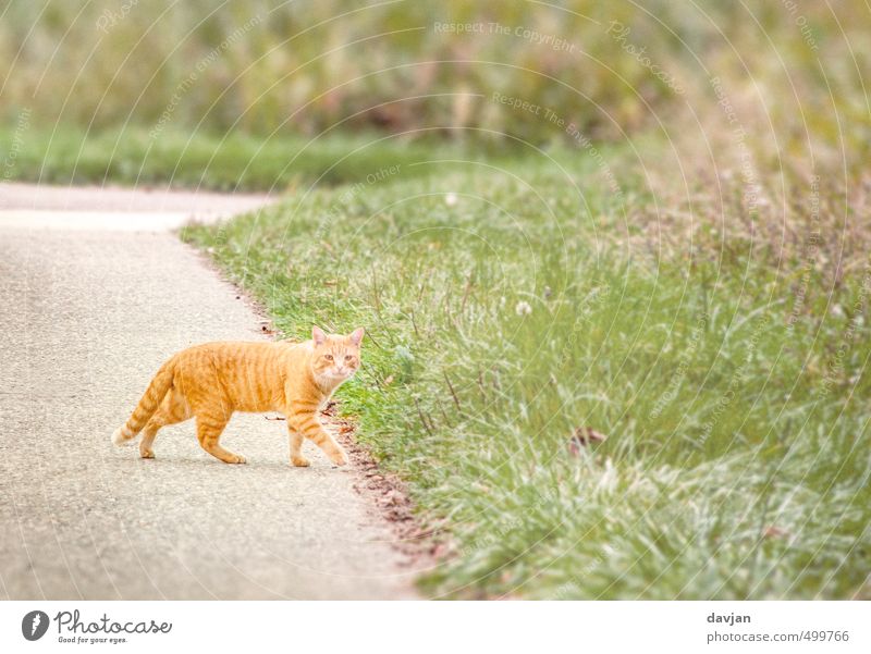 100. - Rote Katze von links bringt Glück :-) Umwelt Gras Tier Jagd grün orange rot Mut Tatkraft Gelassenheit ruhig Selbstbeherrschung fleißig diszipliniert