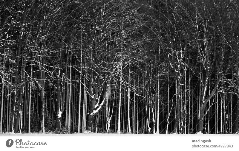 Verschneiter Wald Schnee Winter Baum kalt Natur Außenaufnahme Landschaft Frost Menschenleer weiß schwarz dunkel Umwelt Wetter Schwarzweißfoto Kontrast Klima