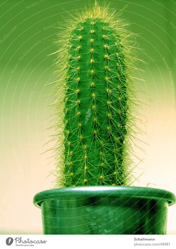 Mein kleiner grüner Kaktus Pflanze Topf Stachel Wüste
