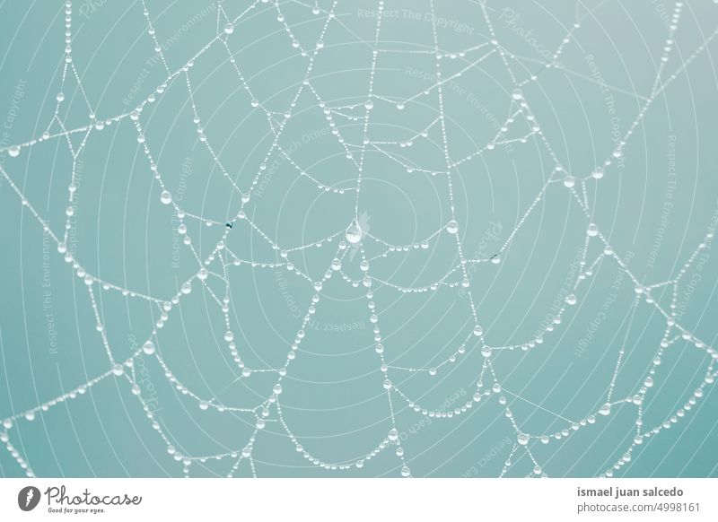 Tropfen auf dem Spinnennetz an regnerischen Tagen Netz Natur Regentropfen Tröpfchen Regenzeit hell glänzend im Freien abstrakt texturiert Hintergrund Wasser