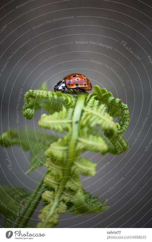 Marienkäfer krabbelt auf eingerolltem Farnblatt krabbeln Käfer Insekt coleoptera Makroaufnahme Natur Tier Pflanze Glück klein Menschenleer Textfreiraum oben