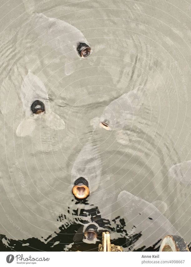 Karpfen in einem Weiher einer Eremitage, strecken ihre Mäuler raus. Fisch Wasser Außenaufnahme Farbfoto Menschenleer Natur Tag Maul