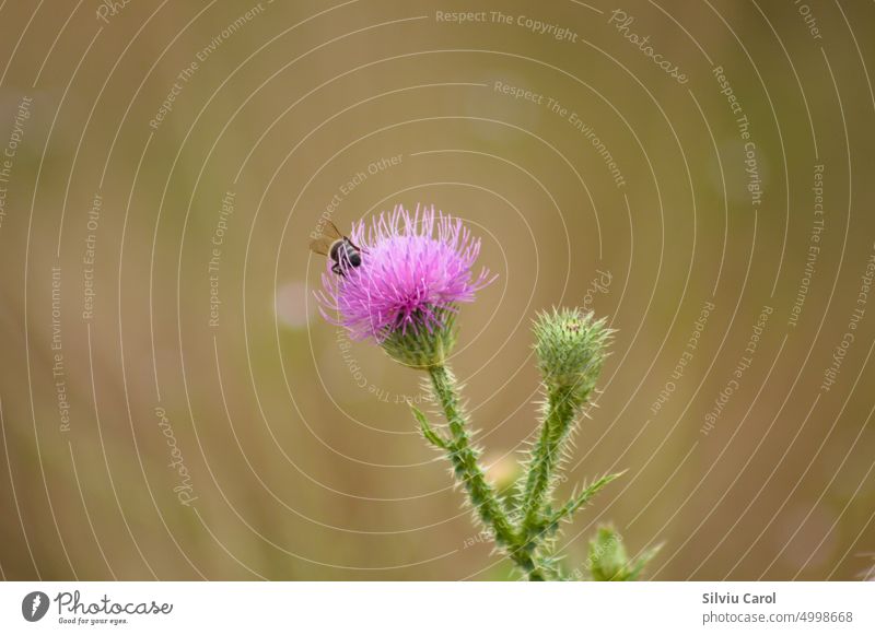 Nahaufnahme einer Biene, die eine stachelige, pflaumenlose Distelblüte bestäubt, mit unscharfem Hintergrund schön Liebling Insekt Gras Blume abholen Medizin