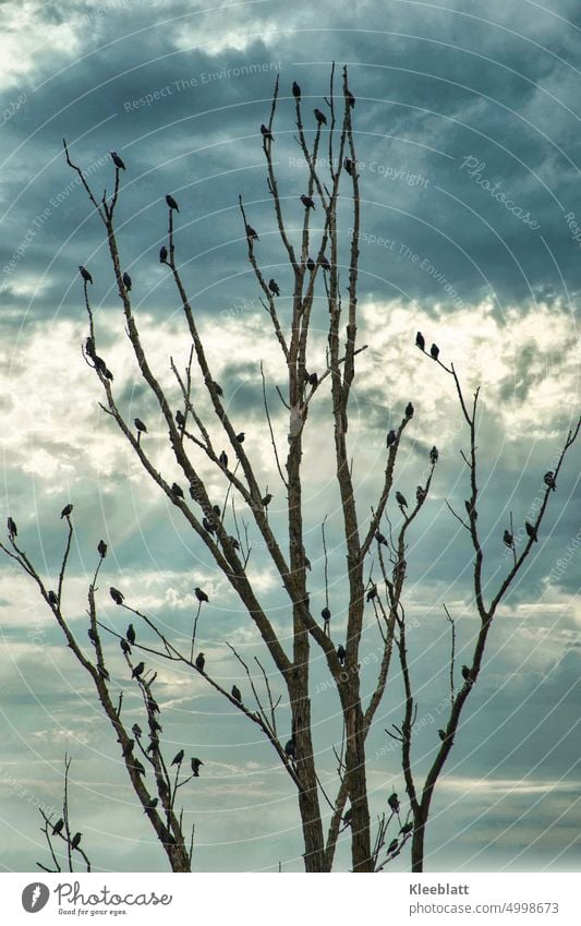 VÖGEL - wie bei Hitchcock / viele schwarze Vögel sitzen auf einem abgestorbenem Baum - hübsch verteilt abgestorbener Baum Lichtstimmmung Sonnenstrahlen Wolken