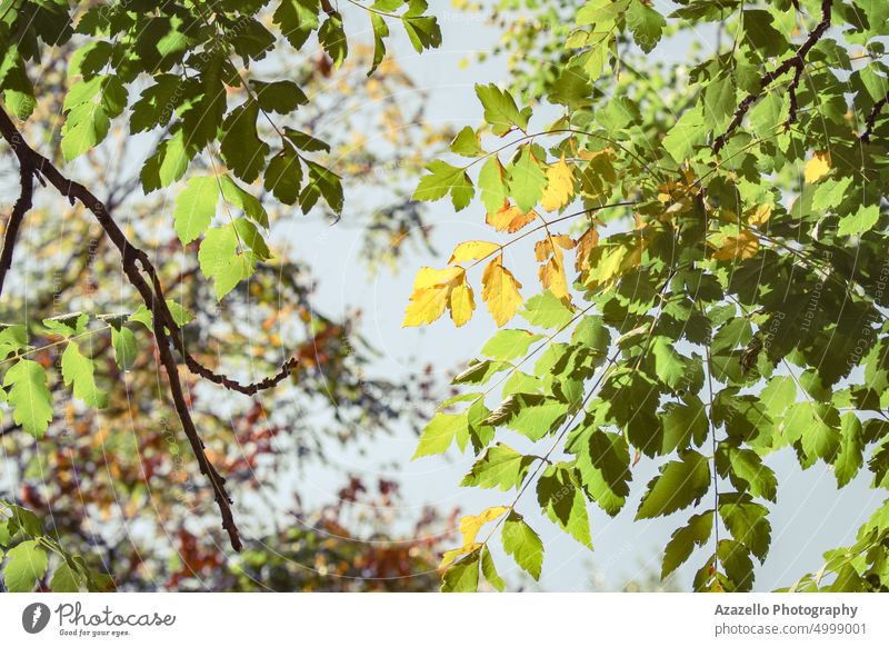 Schöner Herbstlaub-Hintergrund. gegen Kunst schön Schönheit Botanik Ast Windstille Ruhe Ökologie Umwelt fallen Bildende Kunst Flora geblümt Laubwerk Wald Garten