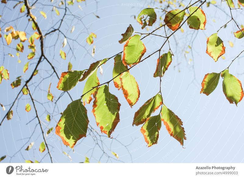 Schöner Baumzweig im Herbst. gegen Kunst Hintergrund schön Schönheit Botanik Ast Windstille Ruhe Ökologie Umwelt fallen Bildende Kunst Flora geblümt Laubwerk
