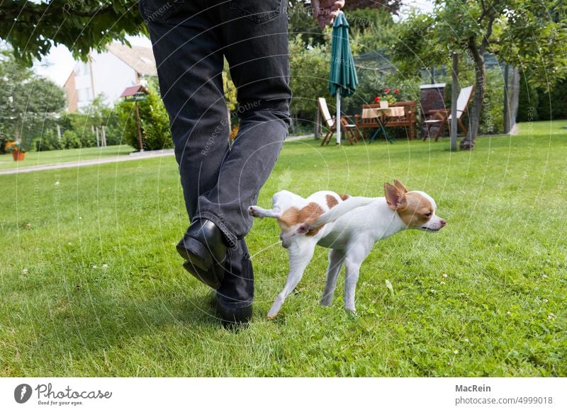 Hund pinkelt einem ans Bein Pinkelt Uriniert Gassi gehen Hosenbein Chihuahua Farbfoto Frech Freudig Haustier Humor Hunderasse lustig Mann Mensch Nass Nasses