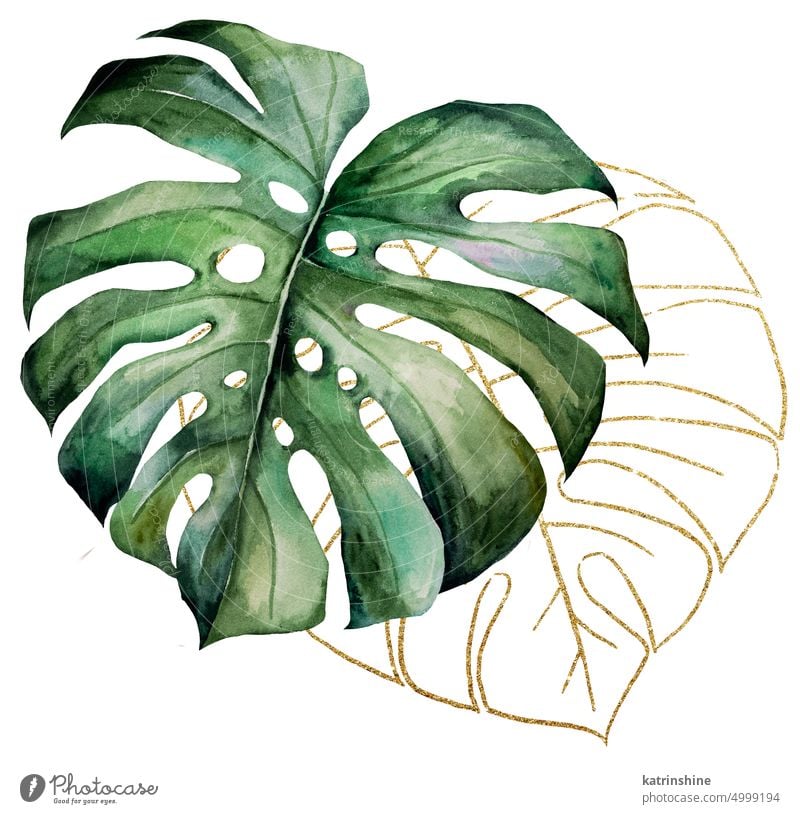 Grüne und goldene Aquarell tropischen monstera Blätter Illustration, Hochzeit Design-Element botanisch Dekoration & Verzierung exotisch Laubwerk handgezeichnet