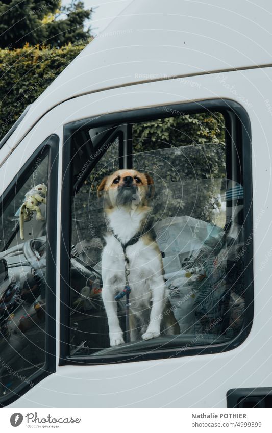 Hund steht auf dem Fahrersitz eines Lieferwagens Kleintransporter reisen Van Leben Ausflug Reise Lifestyle Urlaub Feiertag Wohnwagen Wohnmobil Fahrzeug Tier