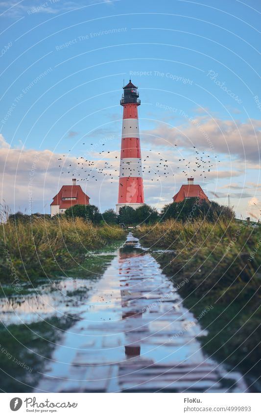 Vogelschwarm vor Westerheversand Leuchtturm Nordseeküste Nordfriesland Außenaufnahme Farbfoto Menschenleer Meer Tourismus Natur Ferien & Urlaub & Reisen