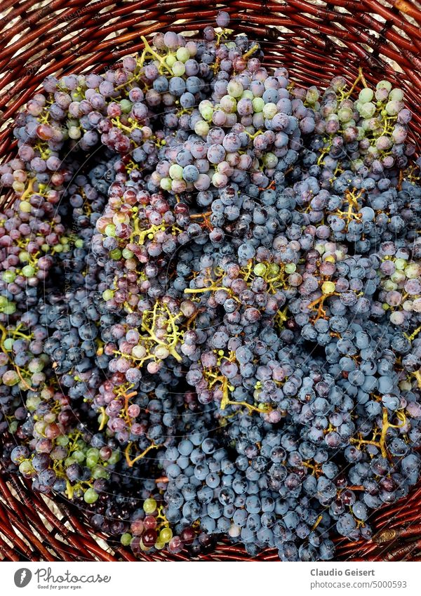Rote Trauben in einem Korb Früchte Natur Lebensmittel Wein