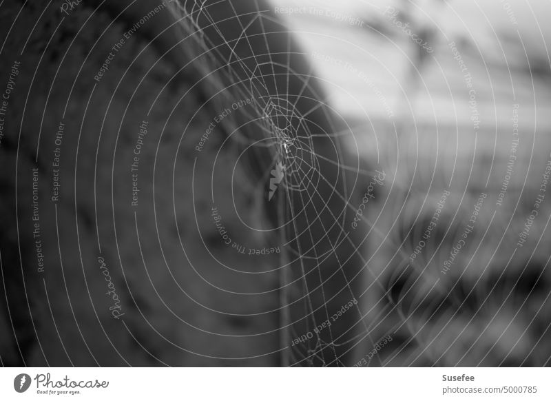 Ein Spinnennetz in schwarzweiß alt Außenaufnahme Menschenleer grau Nahaufnahme natürlich Herbst