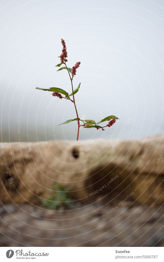 Ein einsames Kraut an einer alten Mauer Blume Pflanze Gras Bauwerk Grün Rot Himmel Nebel Gesundheit hell Low Key
