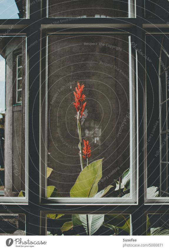 Eine rote Blume vor einem Fenster mit einem alten Gebäude im Hintergrund Fahne pflanze bluete verrotten fenster Haus Glas Fassade Sicht durchblick architektur