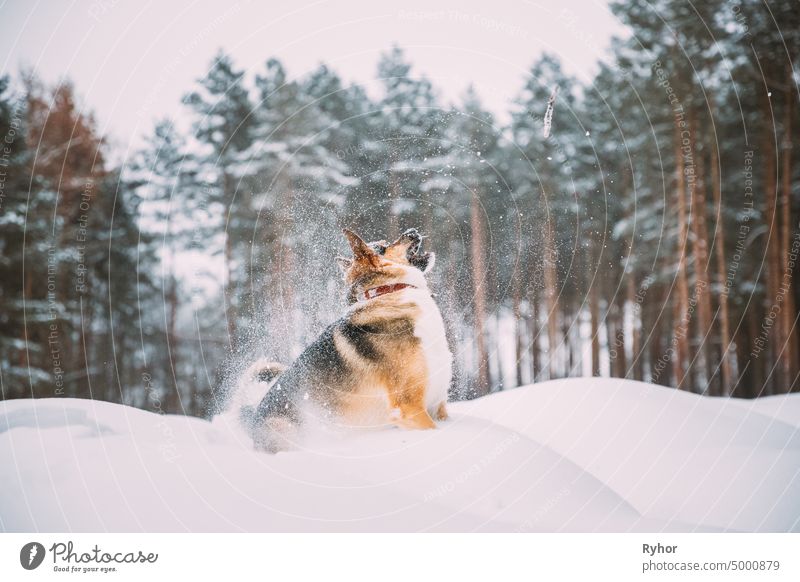 Lustiger Hund, der im verschneiten Wald am Winterabend spielt. Tiefe Schneeverwehung aktiv Tier schön züchten braun kalt niedlich heimisch Frost Spaß lustig